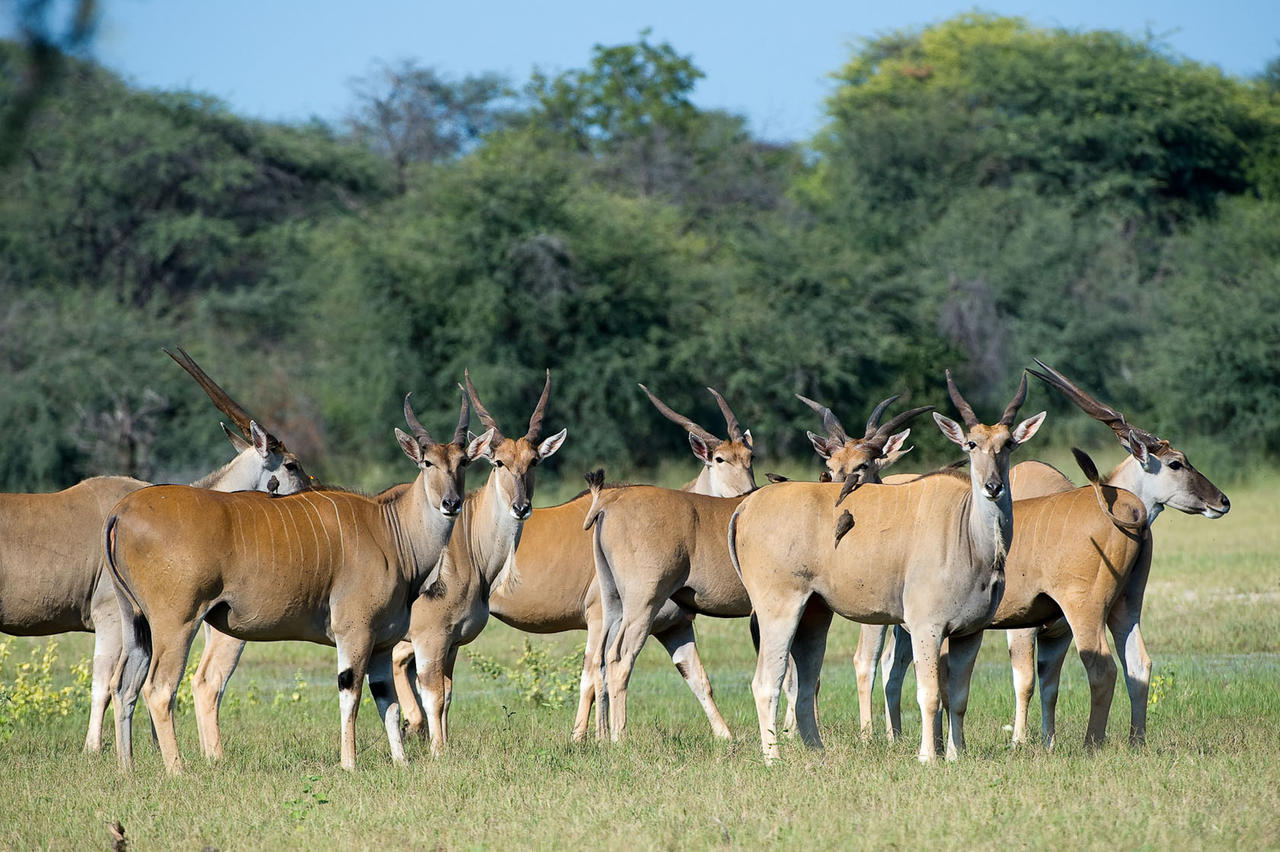  Eland in Hwange national park