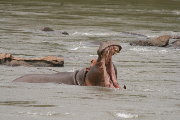 hippo in liwonde national park
