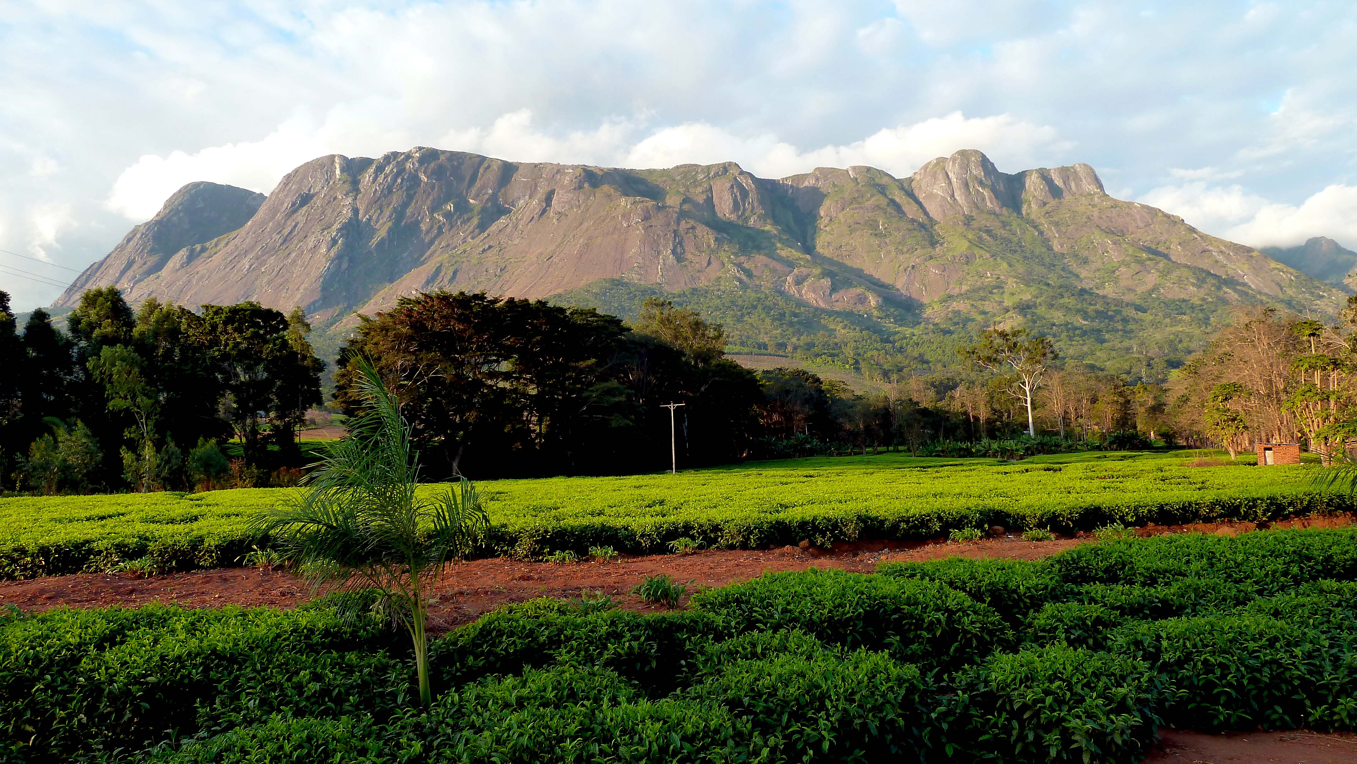 mulanje mountain with tea in the foreground