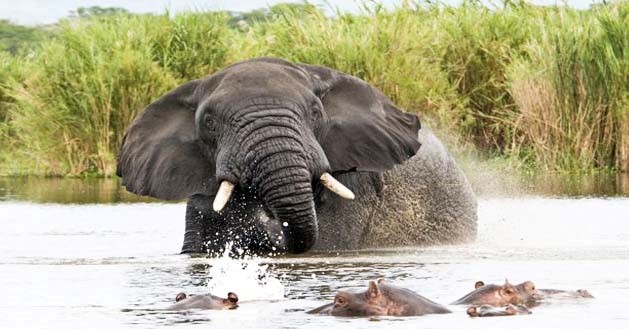 elephant and hippo's