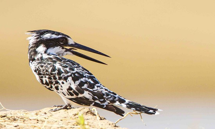 Pied Kingfisher 
