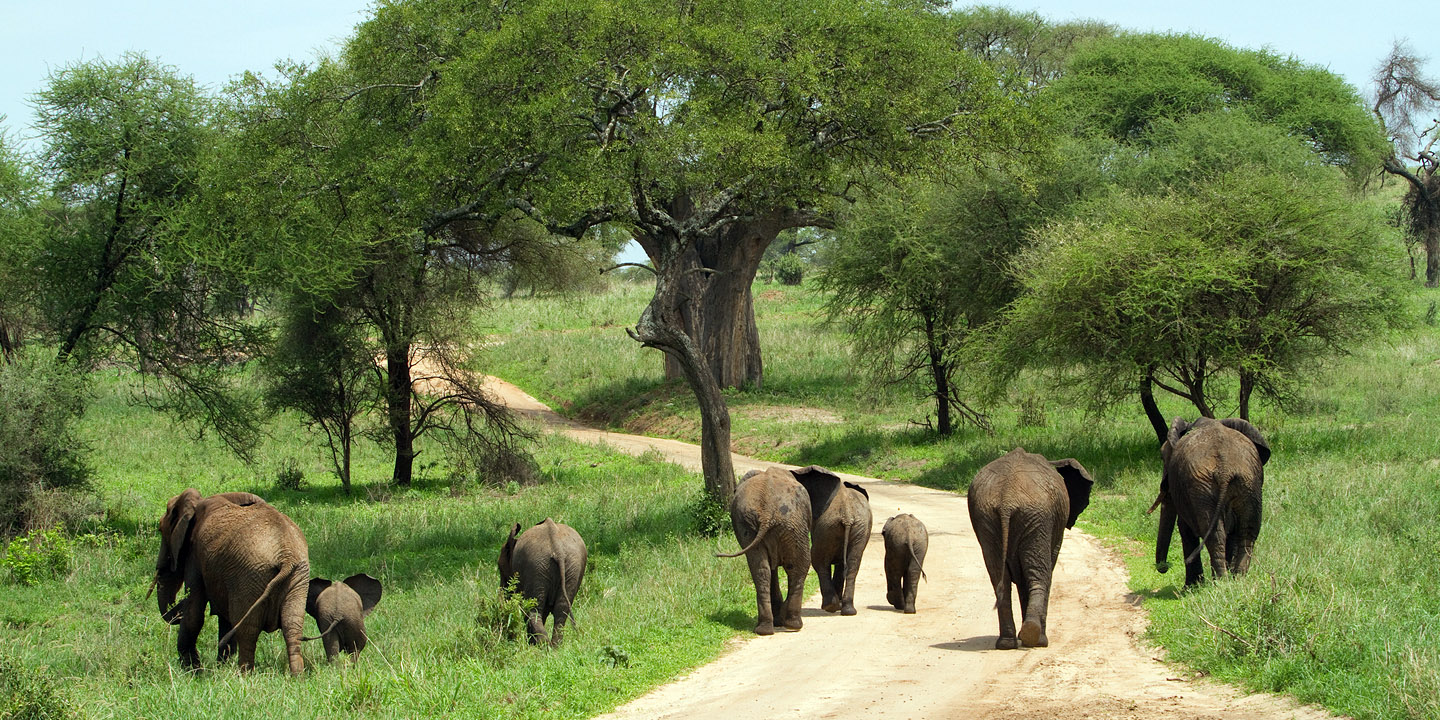 tarangire national park