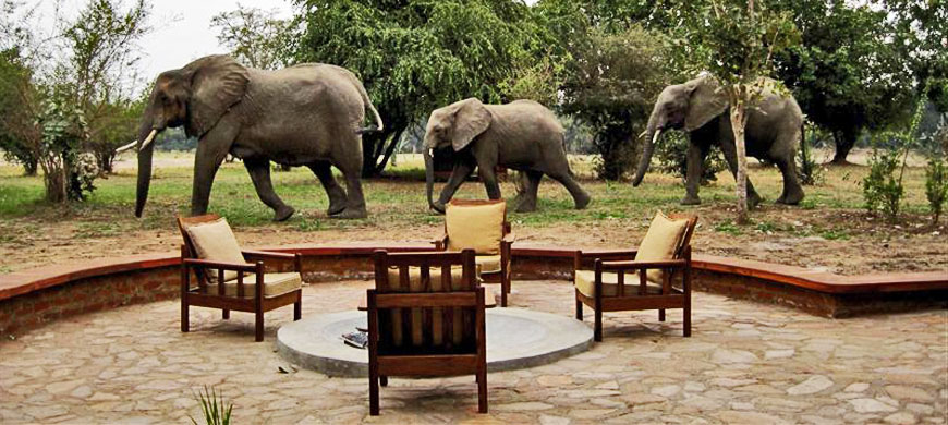 Elephants at thornicroft lodge