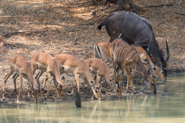 Impala and Nyala