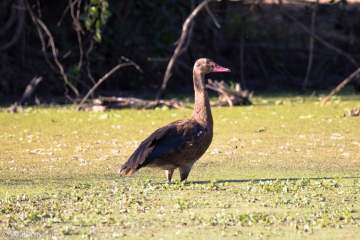 Spur-winged Goose