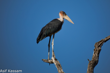 Marabou Stork