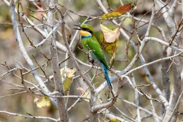 Swallow Talied Bee-Eater