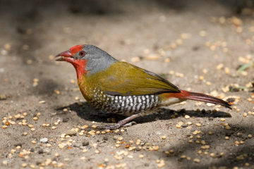 Green Winged Pytilia