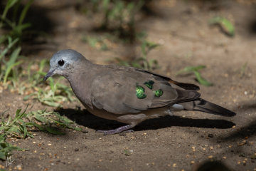 Emerald-Spotted Wood-Dove