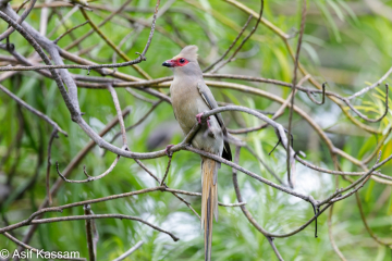 Red-faced Mousebird