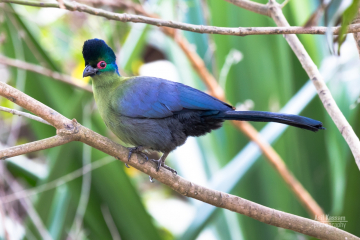 Purple-crested Turaco