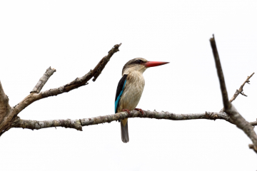 Brown-hooded Kingfisher
