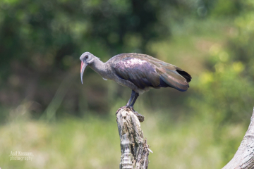 Hadeda Ibis