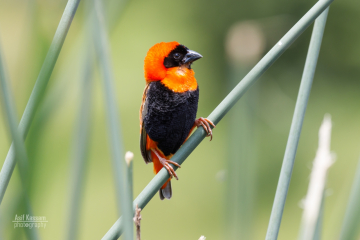 Southern Red Bishop