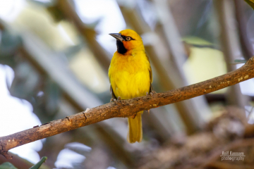 Spectacled Weaver