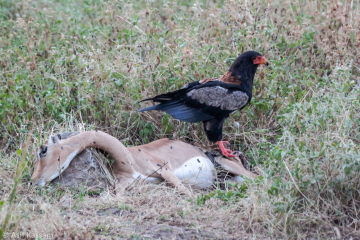Bateleur with Impala Kill