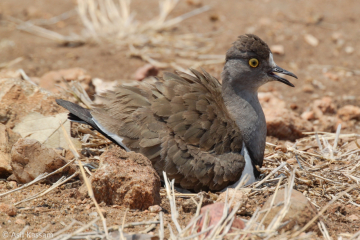 Senegal Lapwing