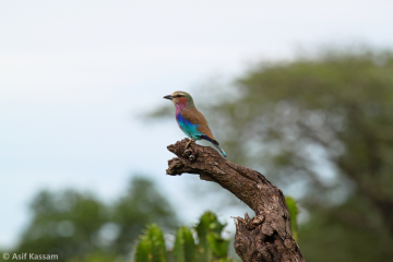 Lilac Breasted Roller