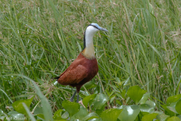 African Jacana