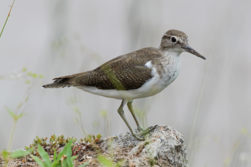 Common Sandpiper