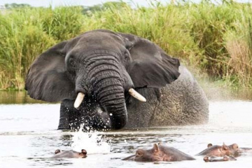 Elephant and Hippos