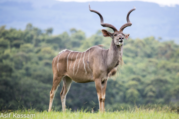 Male Kudu Antelope