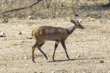 Bushbuck