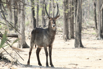 Waterbuck