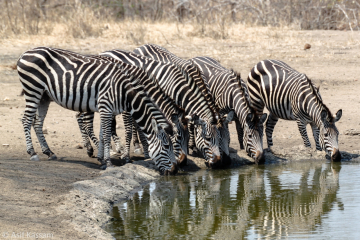Zebra at Waterhole
