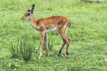 Baby Impala