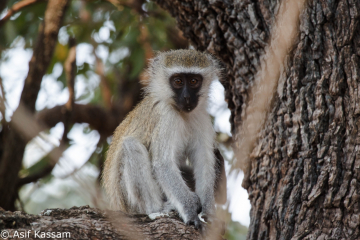 Vervet Monkey